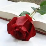 книга, растение, цветок, лепесток, Роза, Красный, Розовый, Слова, цветущее растение...