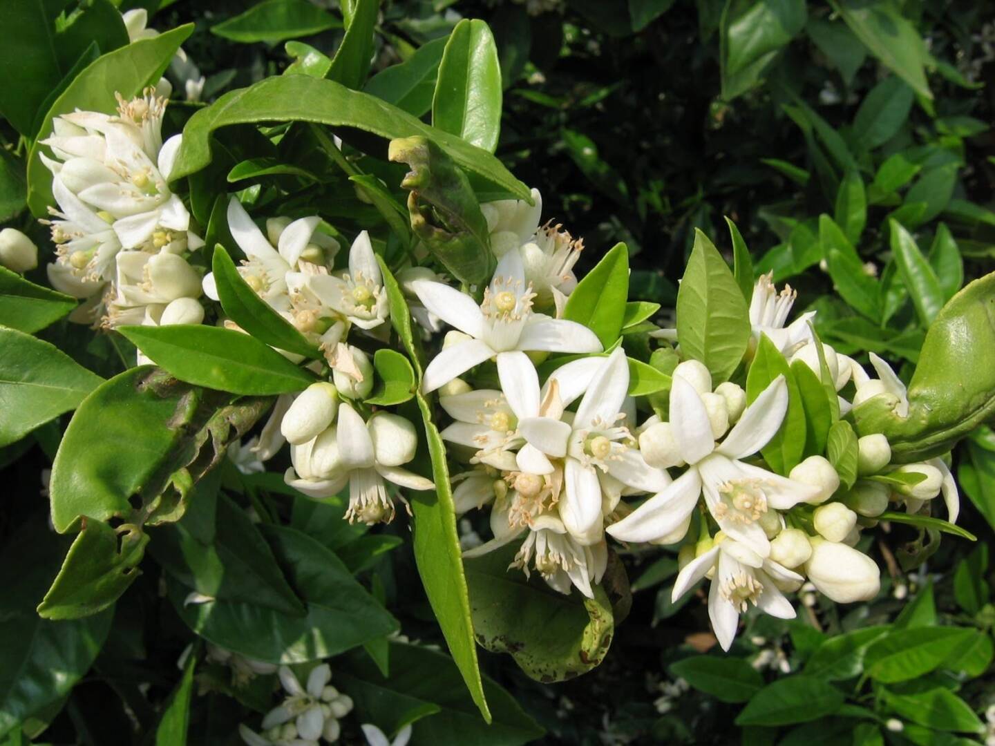 Журнал Маменькина садика