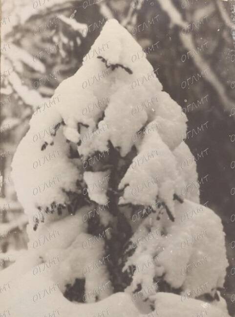 Охота с фотокамерой. М. М. Пришвин. Ночной сторож